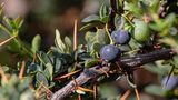 Calafate Beeren an einem Ast