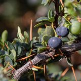 Calafate Beeren an einem Ast