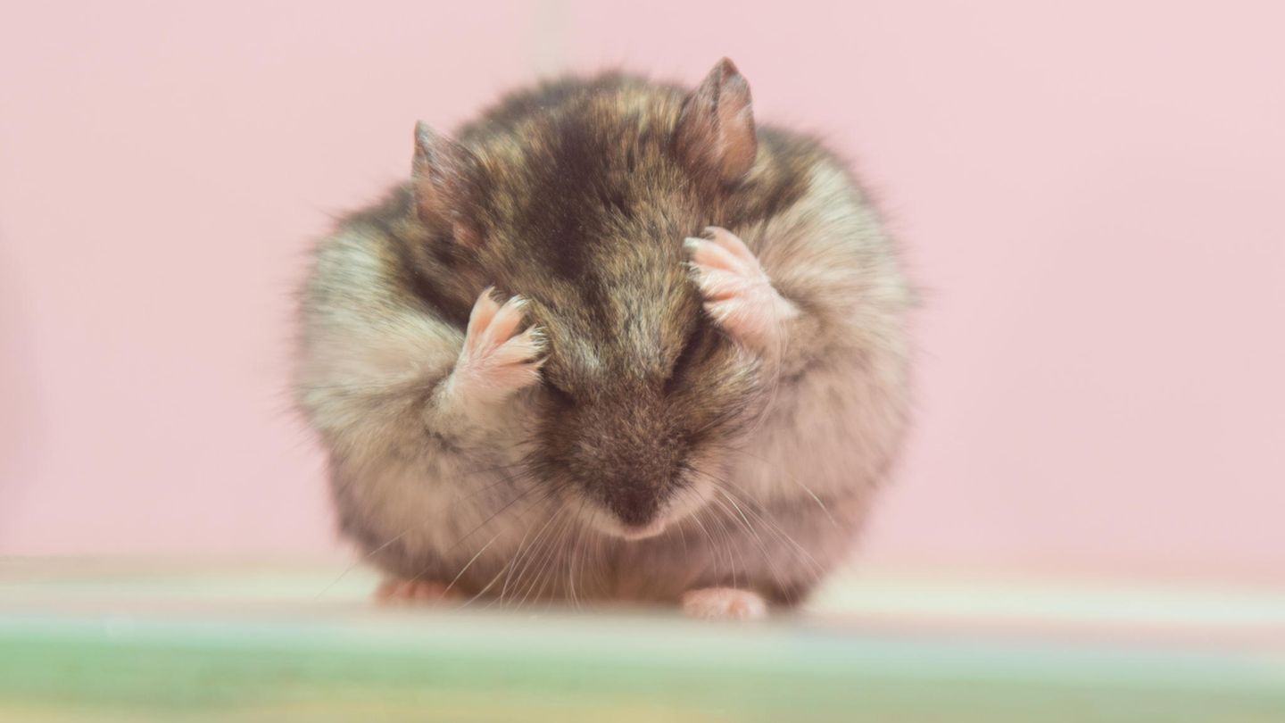 Sommer: Ausreichend Flüssigkeit ist für Hamster überlebenswichtig, da die Tiere ihre Körpertemperatur nicht durch Schwitzen regulieren können Ausreichend Flüssigkeit ist für Hamster überlebenswichtig, da die Tiere ihre Körpertemperatur nicht durch Schwitzen regulieren können