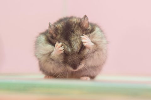 Ausreichend Flüssigkeit ist für Hamster überlebenswichtig, da die Tiere ihre Körpertemperatur nicht durch Schwitzen regulieren können