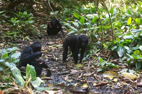 Graben und graben lassen: Regenwald-Schimpansen an einer neu erschlossenen Wasserstelle