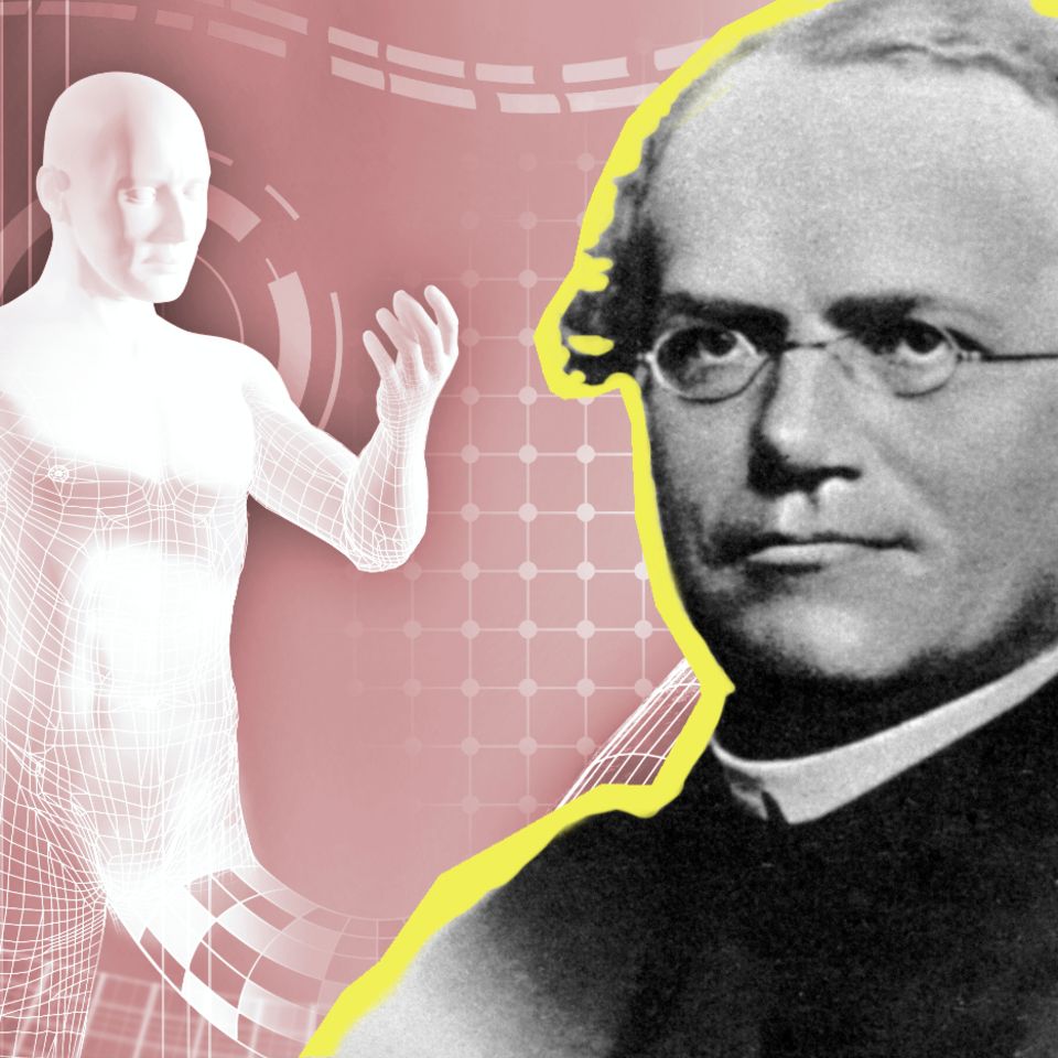 Ein Pionier der modernen Genetik: Der Augistinermönch und Naturforscher Gregor Mendel (1822-1884) experimentierte unter anderem mit Gartenerbsen