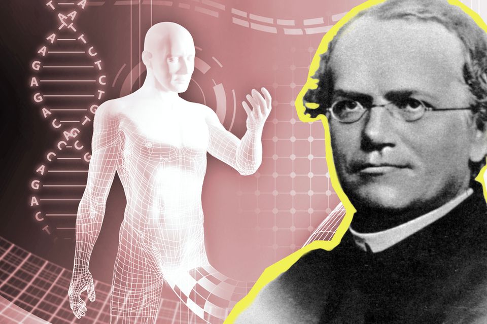Ein Pionier der modernen Genetik: Der Augistinermönch und Naturforscher Gregor Mendel (1822-1884) experimentierte unter anderem mit Gartenerbsen