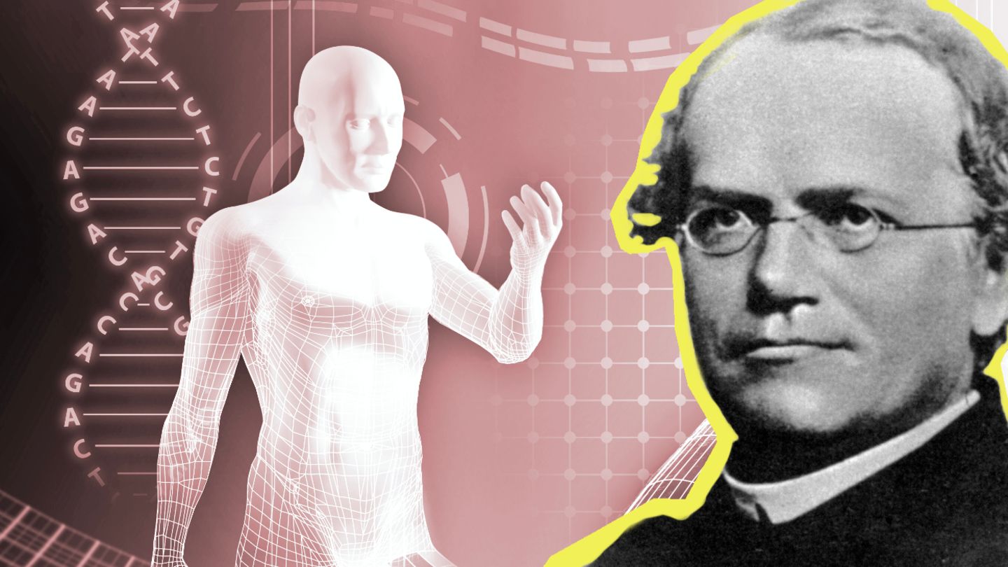 Moderne Genetik: Pionier: Der Augustinermönch und Naturforscher Gregor Mendel (1822-1884) experimentierte z.B. mit Gartenerbsen Ein Pionier der modernen Genetik: Der Augistinermönch und Naturforscher Gregor Mendel (1822-1884) experimentierte unter anderem mit Gartenerbsen