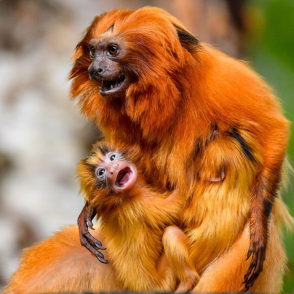Das Goldene Löwenäffchen ist eine gefährdete Art, die in den atlantischen Küstenwäldern Brasiliens beheimatet ist. Nach Schätzungen von Experten sind etwa 30 Prozent aller Arten weltweit während der vergangenen 500 Jahre bereits ausgestorben oder vom Aussterben bedroht