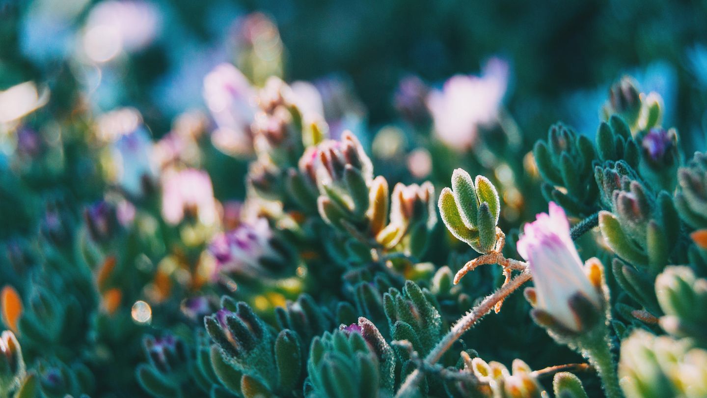 Detail einer Delosperma Cooperi-Knospe, die vom Sonnenlicht beleuchtet wird