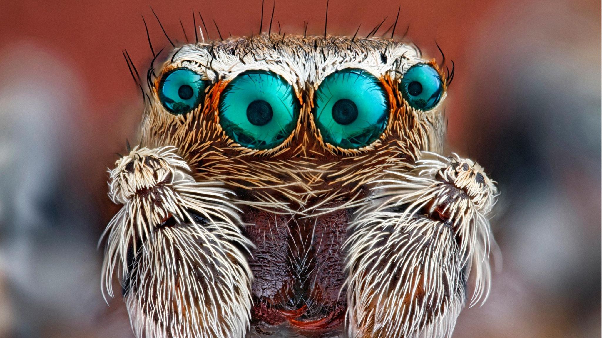Die meisten Spinnen verfügen über acht Augen