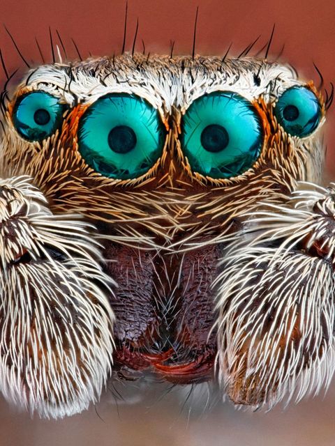 Die meisten Spinnen verfügen über acht Augen