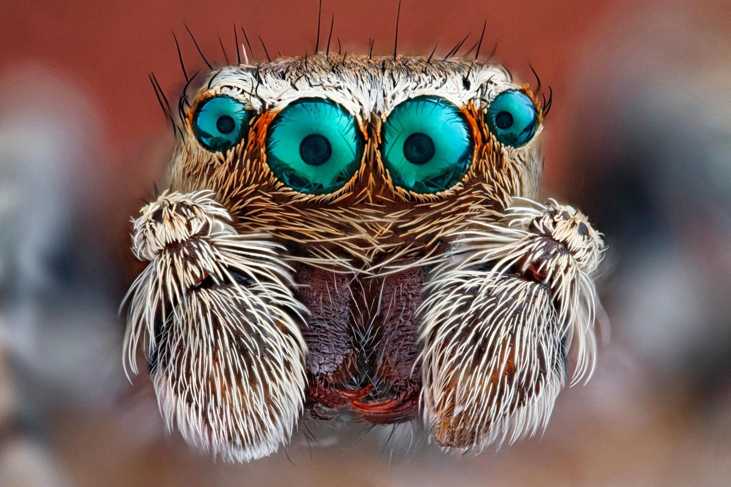 Die meisten Spinnen verfügen über acht Augen