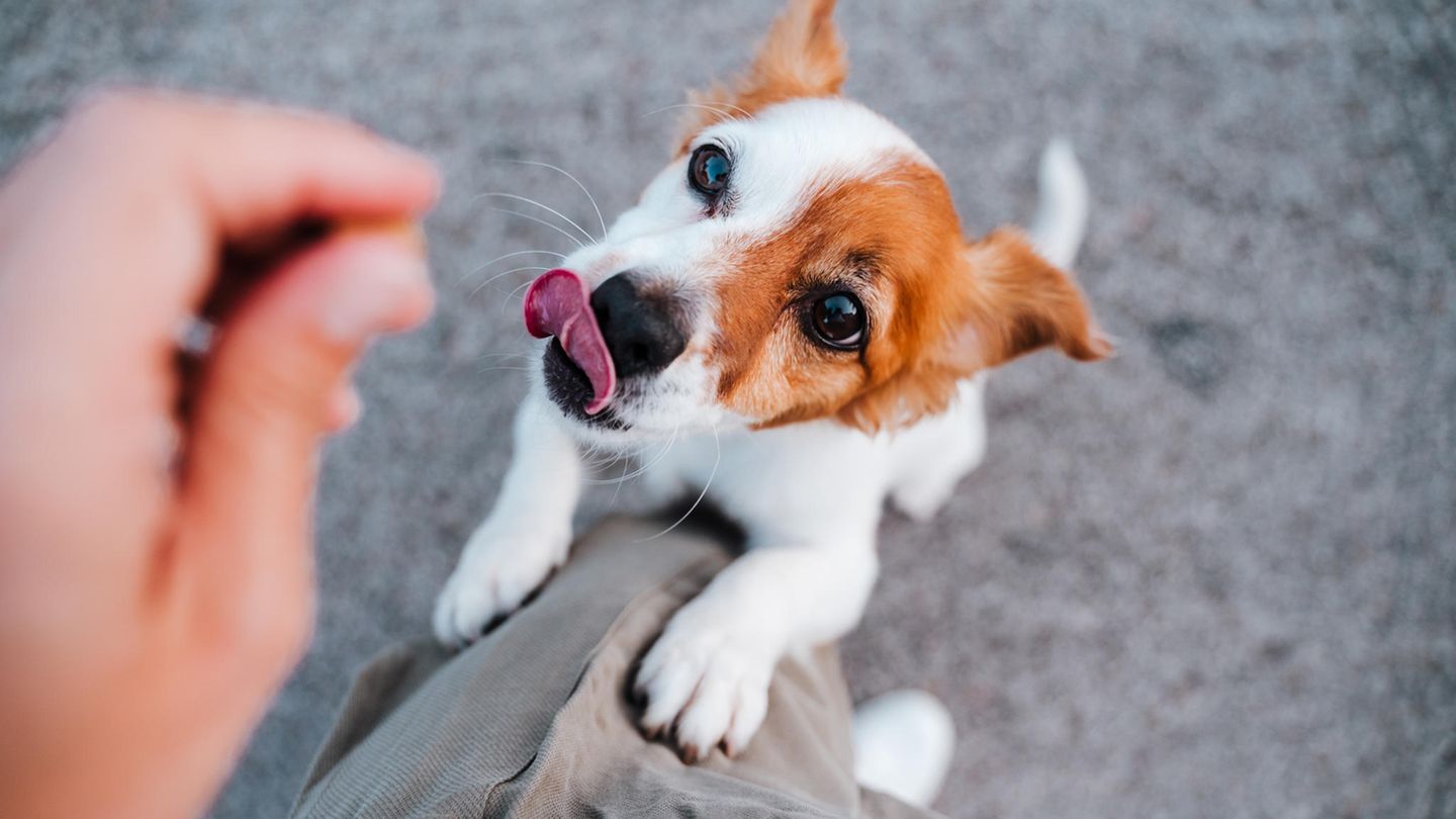 Das durchschnittliche Gewicht von 199 untersuchten Hunden aus Sibirien lag bei nur gut 16 Kilogramm.