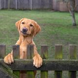 Holly Stranks musste sofort an das Faultier Sid aus "Ice Age" denken, als sie die Hündin Penny an ihren Gartenzaun lehnend fotografierte.