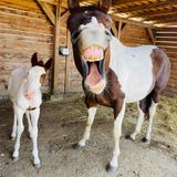 Dieses Bild einer glücklich wirkenden Stute mit ihrem erst drei Tage alten, noch eher skeptisch schauenden Fohlen, reichte Radim Filipek bei den "Comedy Pet Photo Awards" ein.