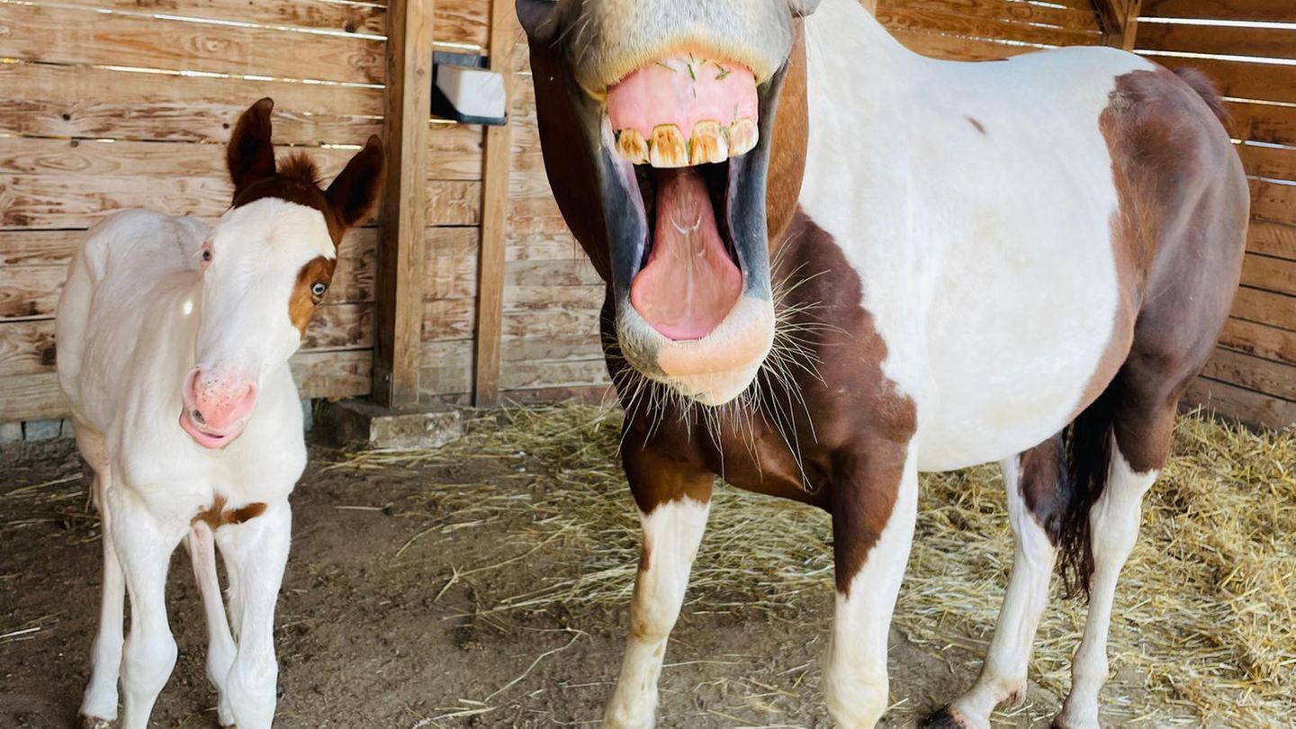 Dieses Bild einer glücklich wirkenden Stute mit ihrem erst drei Tage alten, noch eher skeptisch schauenden Fohlen, reichte Radim Filipek bei den "Comedy Pet Photo Awards" ein.