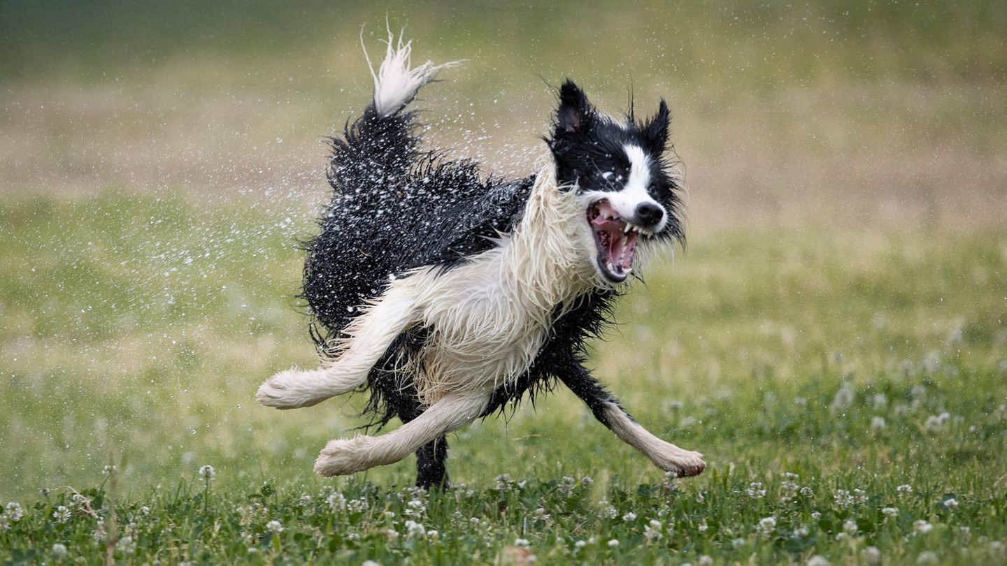 In Nilo, einem adoptierten Hundewelpen, scheint Wasserkontakt große Begeisterung hervorzurufen. Ein Foto von Jose Bayon.