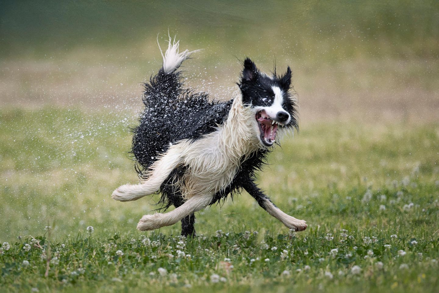 In Nilo, einem adoptierten Hundewelpen, scheint Wasserkontakt große Begeisterung hervorzurufen. Ein Foto von Jose Bayon.