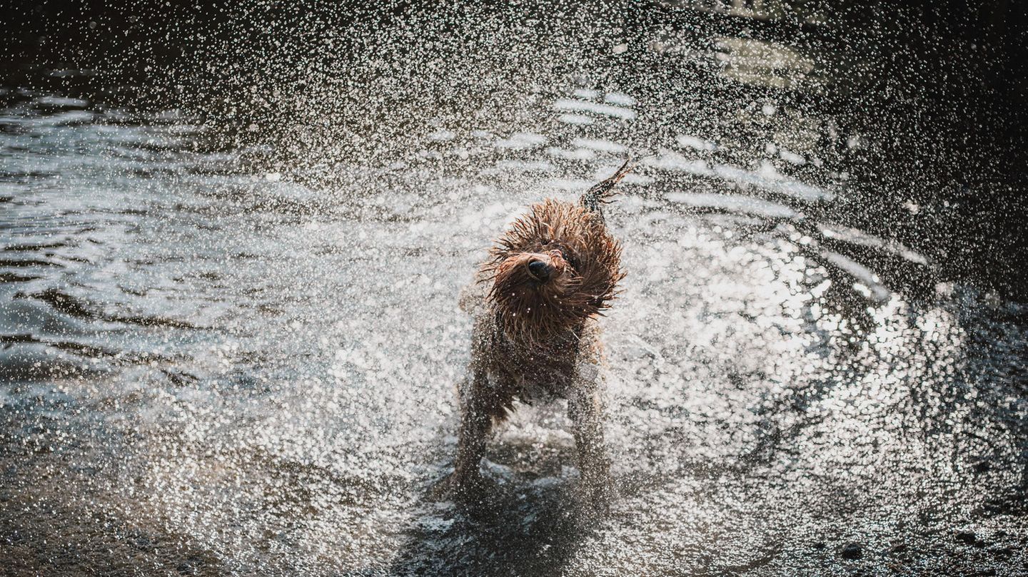 Alessandro Po lichtete seinen Hund Max dabei ab, wie er sich Wasser aus dem Fell schüttelte. Sein durch die Aufnahme verewigtes "Igelgesicht" amüsierte den Fotografen nachträglich am meisten.