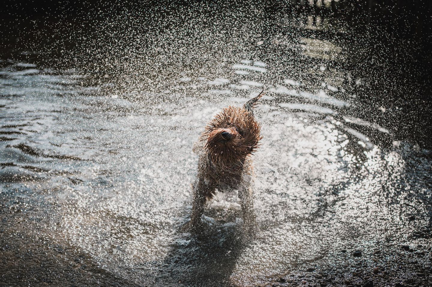 Alessandro Po lichtete seinen Hund Max dabei ab, wie er sich Wasser aus dem Fell schüttelte. Sein durch die Aufnahme verewigtes "Igelgesicht" amüsierte den Fotografen nachträglich am meisten.