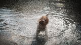 Alessandro Po lichtete seinen Hund Max dabei ab, wie er sich Wasser aus dem Fell schüttelte. Sein durch die Aufnahme verewigtes "Igelgesicht" amüsierte den Fotografen nachträglich am meisten.