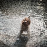 Alessandro Po lichtete seinen Hund Max dabei ab, wie er sich Wasser aus dem Fell schüttelte. Sein durch die Aufnahme verewigtes "Igelgesicht" amüsierte den Fotografen nachträglich am meisten.