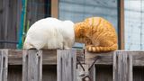 Diese beiden Katzen scheinen nicht nur sprichwörtlich die Köpfe zusammenzustecken. Der Fotograf Kenichi Morinaga fühlte sich bei dem Anblick der beiden eher an einen Cartoon-Kampf erinnert.
