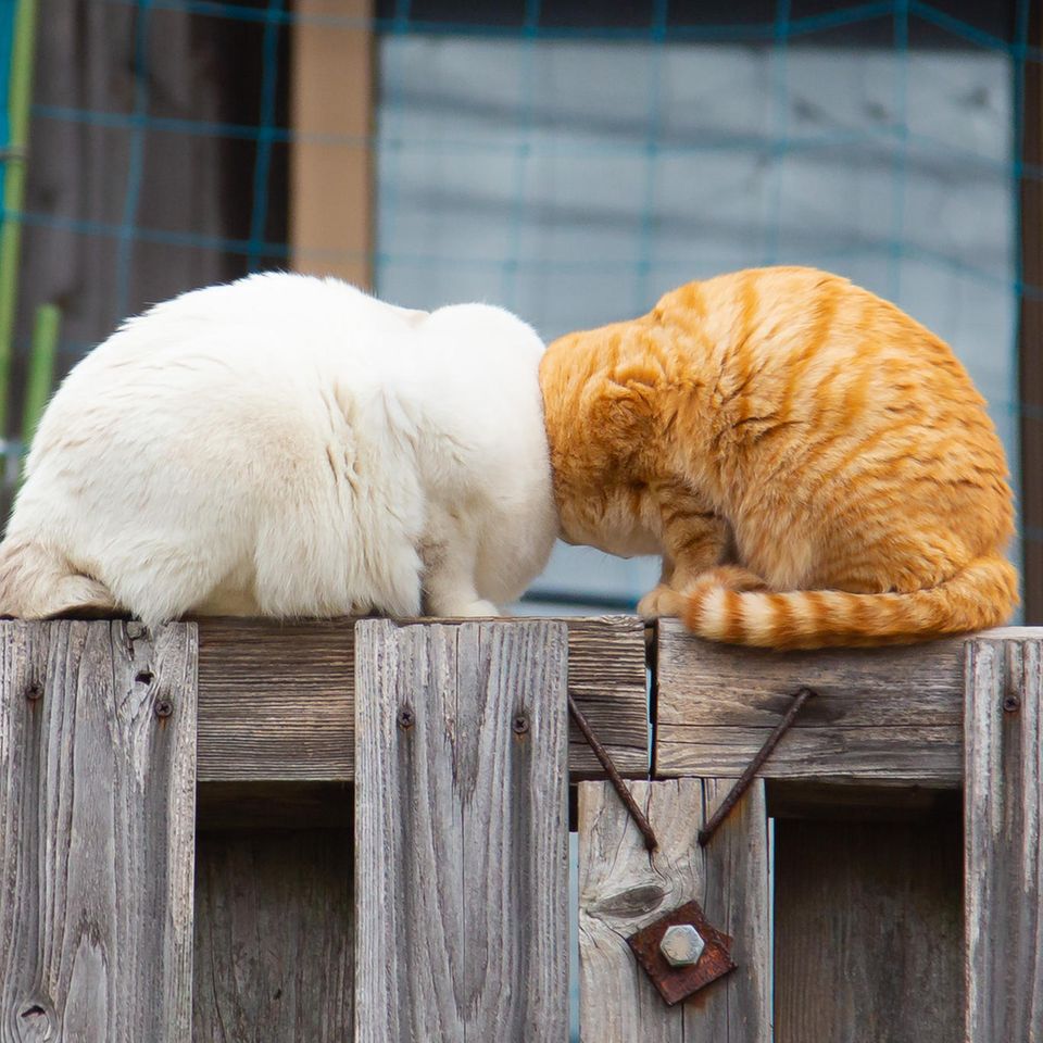 Diese beiden Katzen scheinen nicht nur sprichwörtlich die Köpfe zusammenzustecken. Der Fotograf Kenichi Morinaga fühlte sich bei dem Anblick der beiden eher an einen Cartoon-Kampf erinnert.