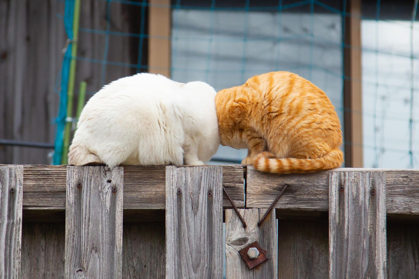 Diese beiden Katzen scheinen nicht nur sprichwörtlich die Köpfe zusammenzustecken. Der Fotograf Kenichi Morinaga fühlte sich bei dem Anblick der beiden eher an einen Cartoon-Kampf erinnert.