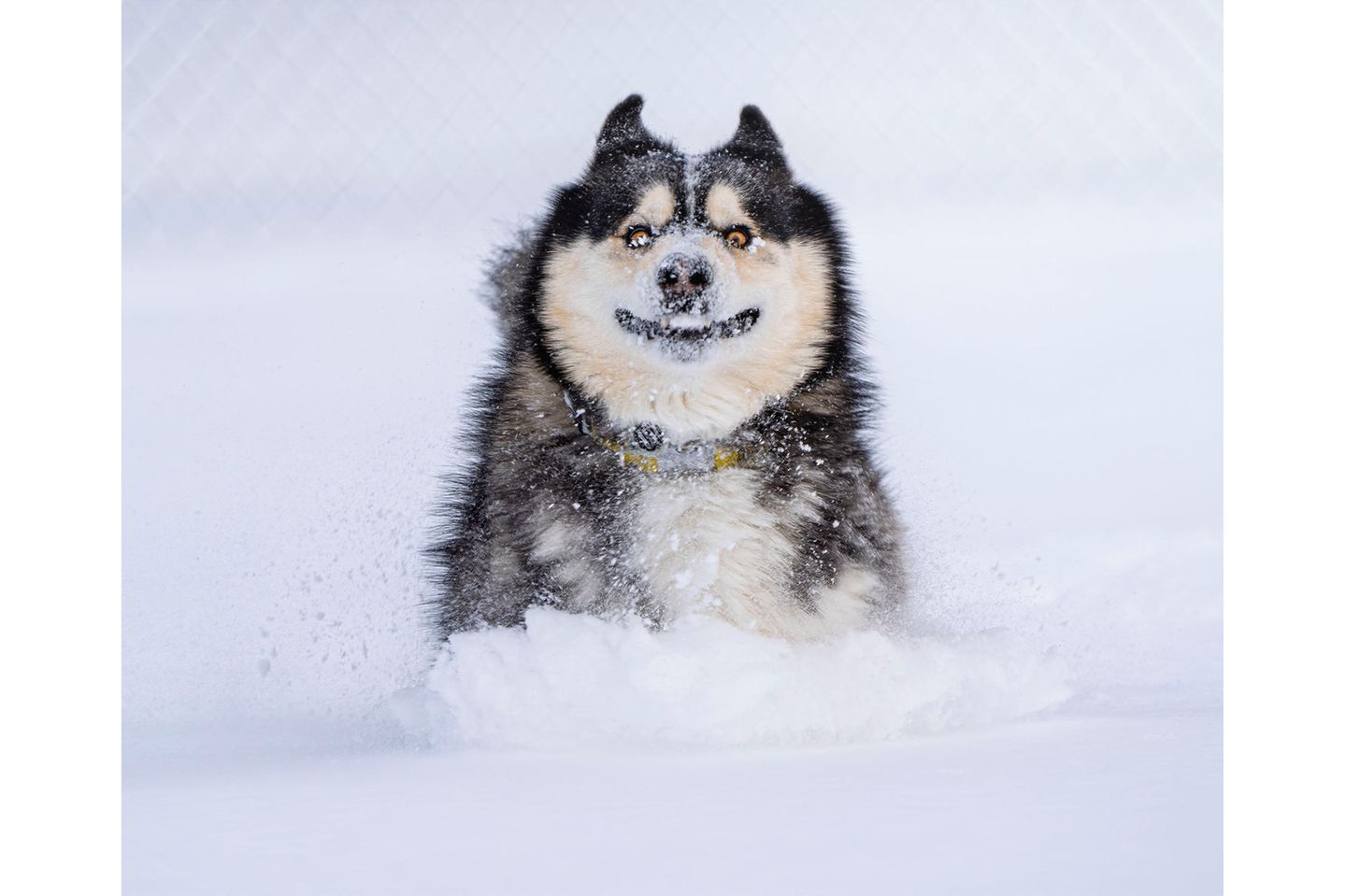 Carter sollte eigentlich getötet werden. Sein zukünftiger Besitzer flog von den USA nach Kolumbien, um ihn zu retten. Um so größer die Freude für beide, als der Hund das erste Mal Schnee erlebte.