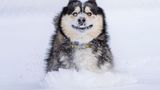 Carter sollte eigentlich getötet werden. Sein zukünftiger Besitzer flog von den USA nach Kolumbien, um ihn zu retten. Um so größer die Freude für beide, als der Hund das erste Mal Schnee erlebte.