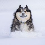 Carter sollte eigentlich getötet werden. Sein zukünftiger Besitzer flog von den USA nach Kolumbien, um ihn zu retten. Um so größer die Freude für beide, als der Hund das erste Mal Schnee erlebte.