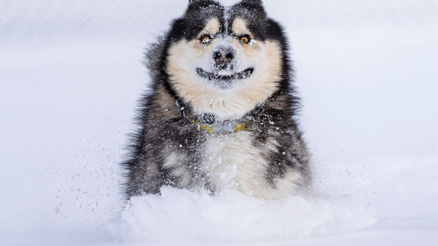 Carter sollte eigentlich getötet werden. Sein zukünftiger Besitzer flog von den USA nach Kolumbien, um ihn zu retten. Um so größer die Freude für beide, als der Hund das erste Mal Schnee erlebte.