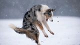 Nicht immer freuen sich Hunde über Bälle. Zu diesen Exemplaren gehört Star, dem während des Tobens im Schnee ein Ball vor die Pfoten rollte. Den Schreckmoment hielt Christopher Johnson mit der Kamera fest.