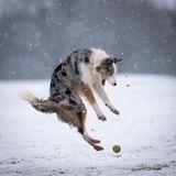 Nicht immer freuen sich Hunde über Bälle. Zu diesen Exemplaren gehört Star, dem während des Tobens im Schnee ein Ball vor die Pfoten rollte. Den Schreckmoment hielt Christopher Johnson mit der Kamera fest.