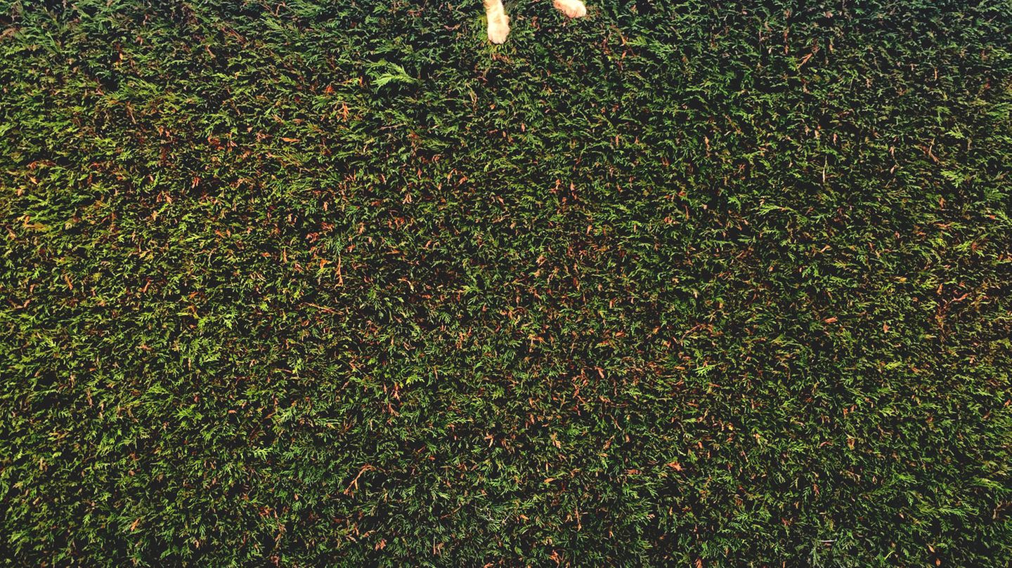 Nachdem sie den ganzen Tag unterwegs war, entdeckte Freya Sharpe zu Hause ihr noch junges Kätzchen – es steckte in der Hecke fest.