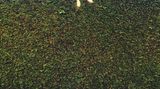 Nachdem sie den ganzen Tag unterwegs war, entdeckte Freya Sharpe zu Hause ihr noch junges Kätzchen – es steckte in der Hecke fest.