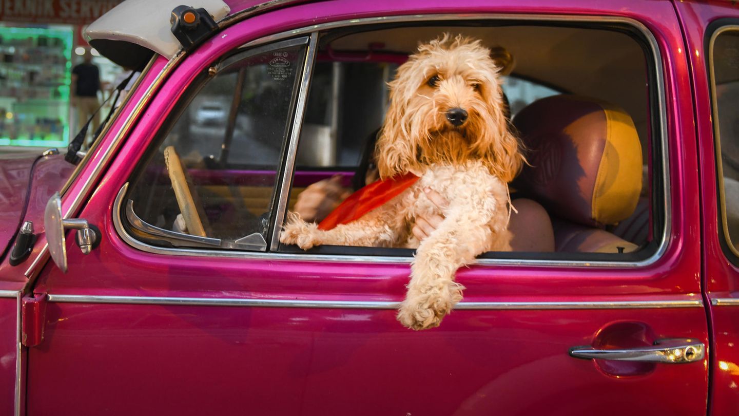 An einer Ampel zeigte sich Mehmet Aslan dieses Bild. Der Fotograf dachte im ersten Moment, der aus dem Fenster blickende Hund würde den Wagen lenken.