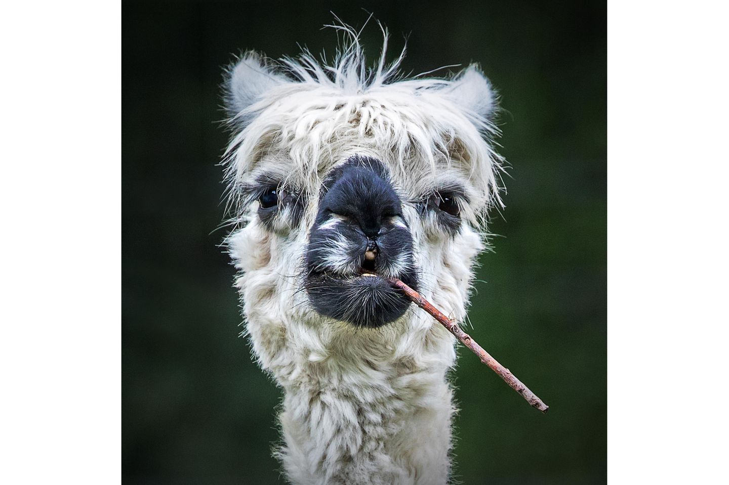 Stock statt Grashalm im Mundwinkel: Stefan Brusius nahm mit seiner Aufnahme dieses coolen Alpakas am Wettbewerb teil.
