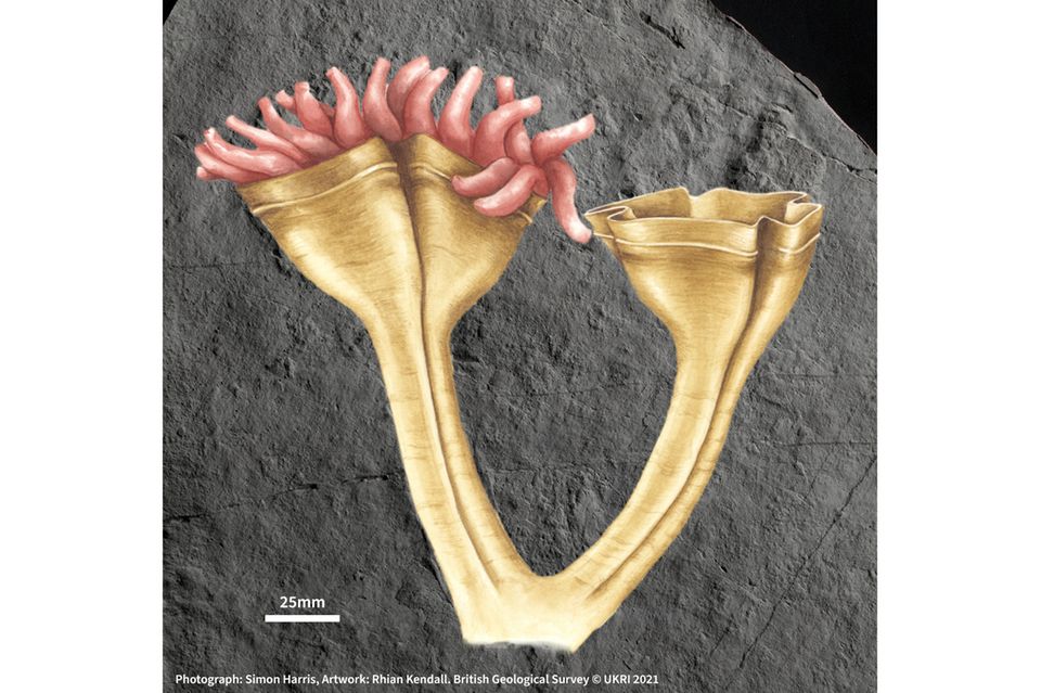 Eine künstlerische Interpretation von Auroralumina attenboroughii auf einem Fossil