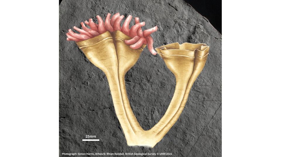 Eine künstlerische Interpretation von Auroralumina attenboroughii auf einem Fossil