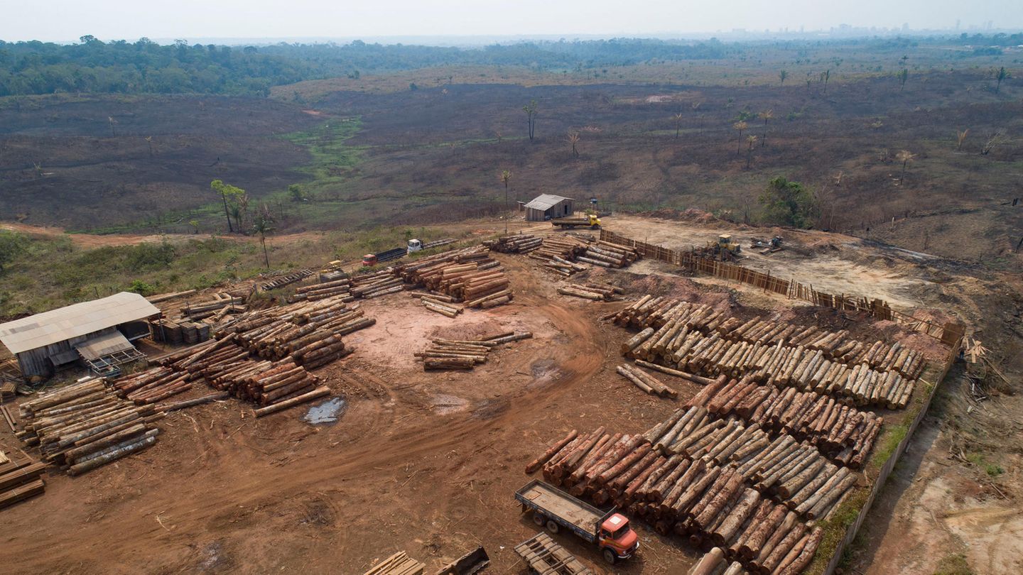 Brasilien, Porto Velho: Holzstämme werden in einem Sägewerk gestapelt, das von kürzlich verkohlten und abgeholzten Feldern umgeben ist