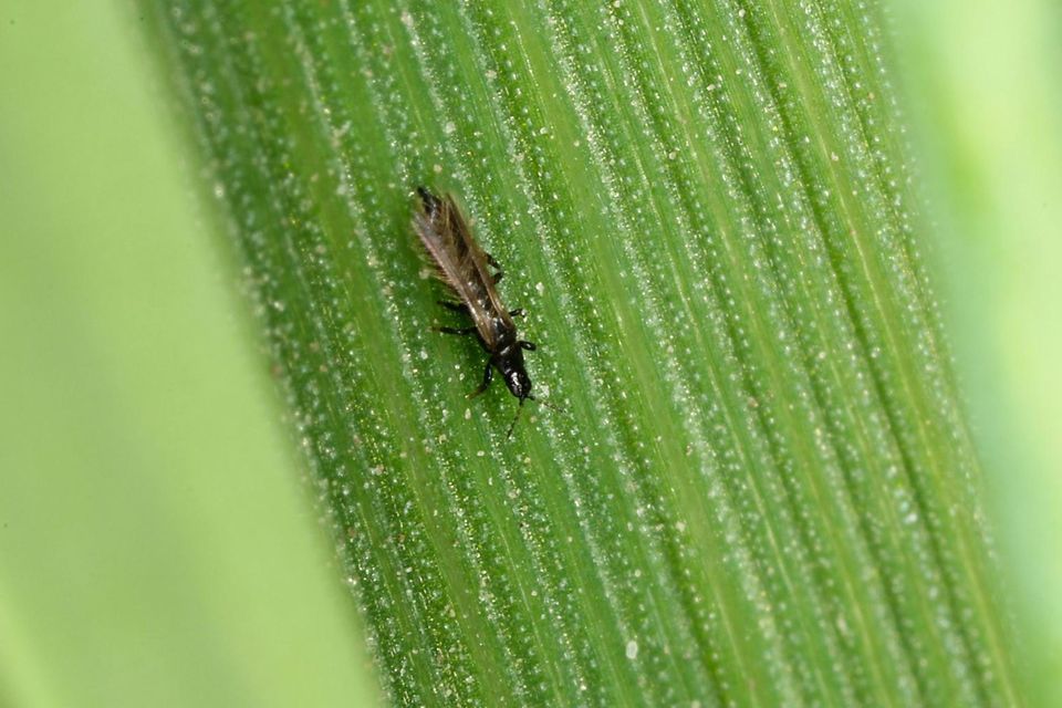 Thripse sind meist nur einen bis drei Millimeter lang. In der Vergrößerung sind ihre Fransenflügel zu erkennen