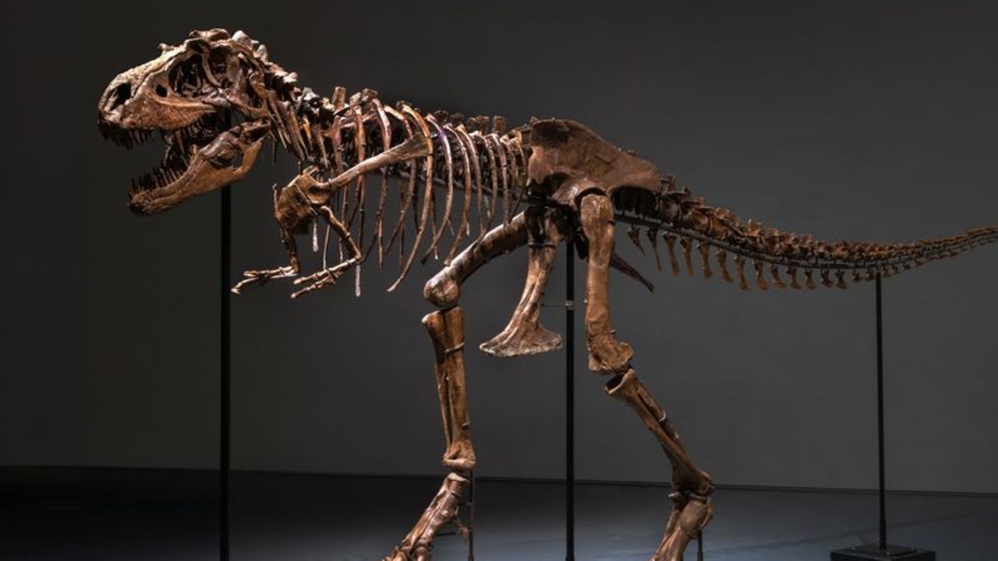Knapp sieben Meter lang ist das Gorgosaurus-Skelett.