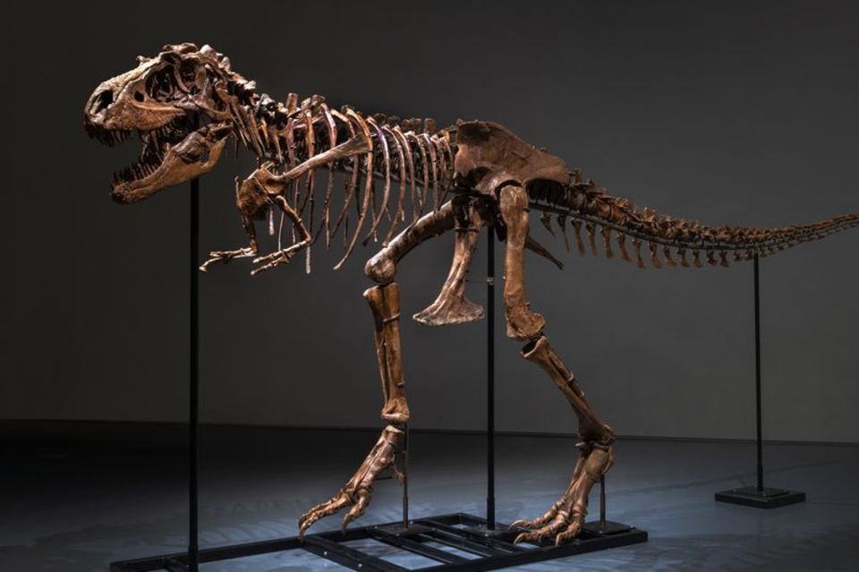 Knapp sieben Meter lang ist das Gorgosaurus-Skelett.