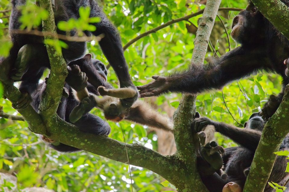 Gruppe von Schimpansen, die um den Kadaver eines roten Colobus-Affen für den Verzehr kämpfen