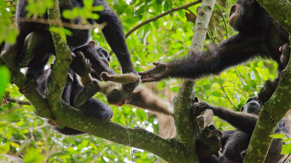 Gruppe von Schimpansen, die um den Kadaver eines roten Colobus-Affen für den Verzehr kämpfen