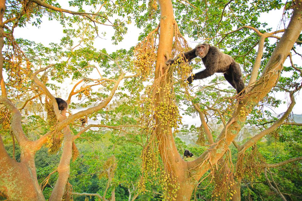 Schimpansen beim Fressverhalten in hohen Baumkronen in Uganda