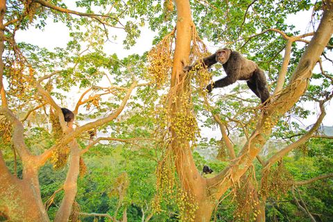 Schimpansen beim Fressverhalten in hohen Baumkronen in Uganda