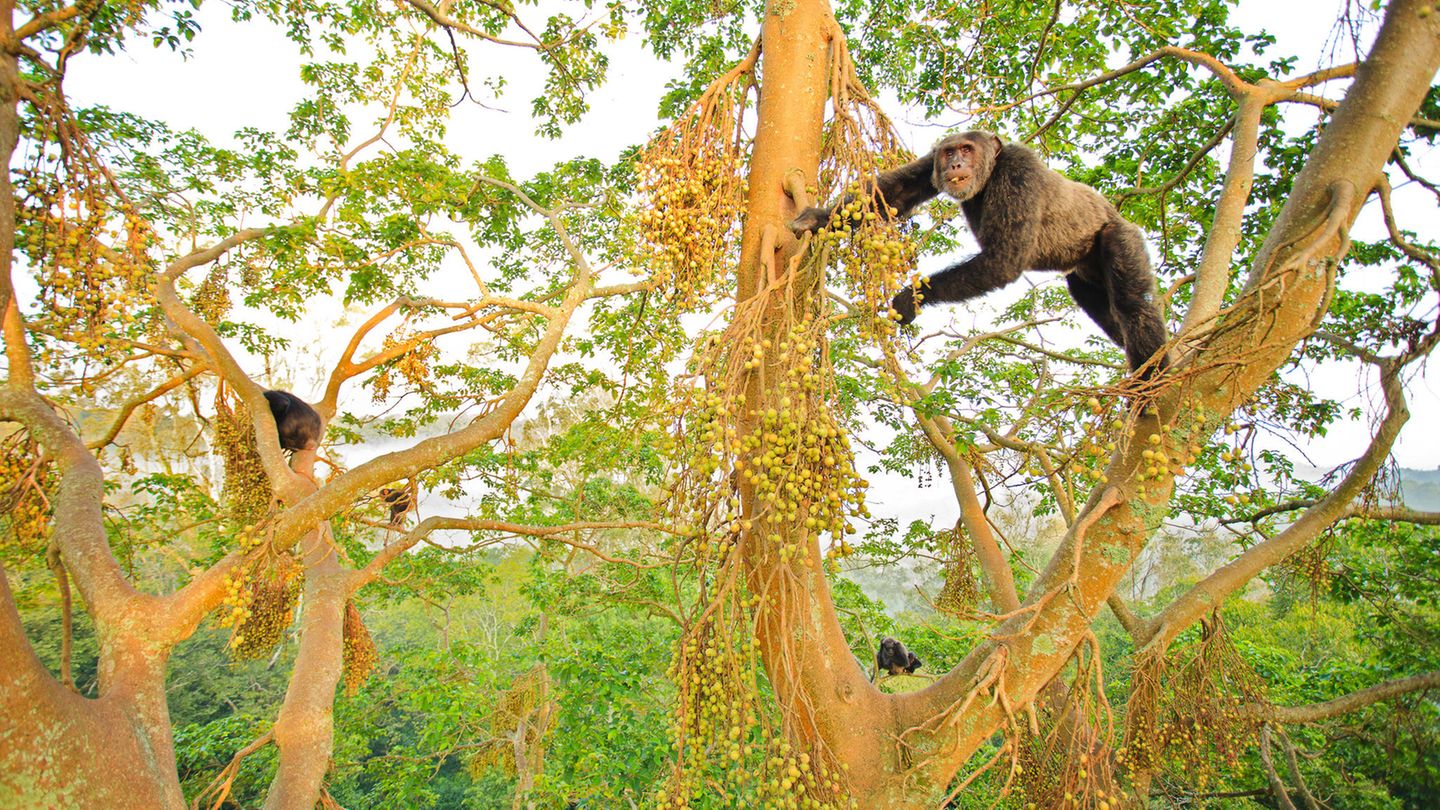 Schimpansen beim Fressverhalten in hohen Baumkronen in Uganda