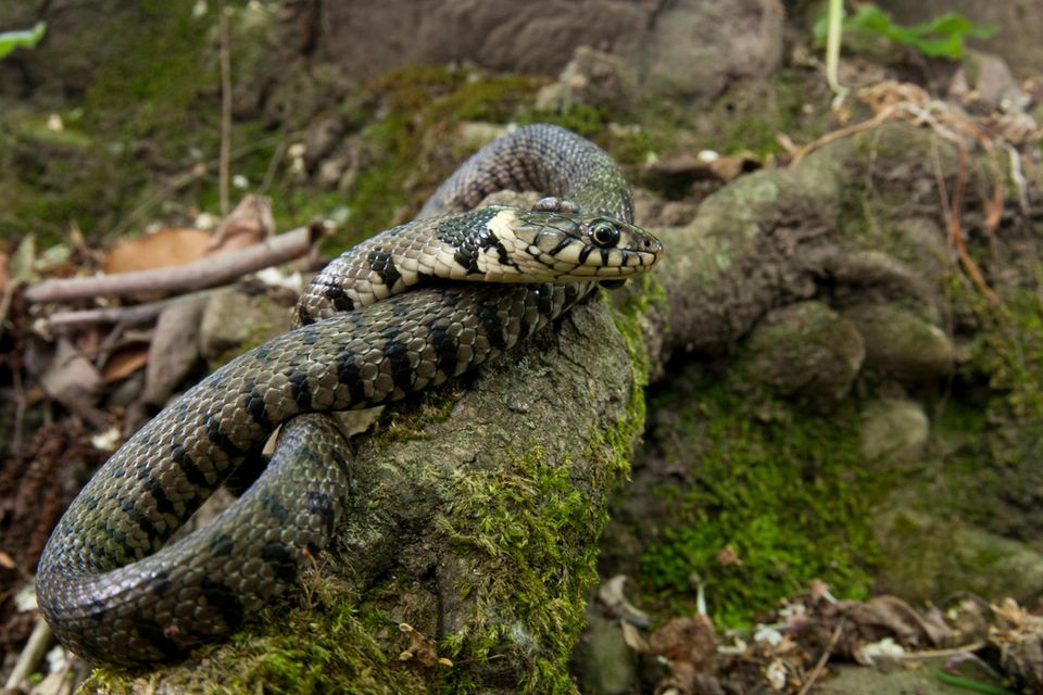 Barrenringelnatter (Natrix helvetica) Barrenringelnatter (Natrix helvetica)