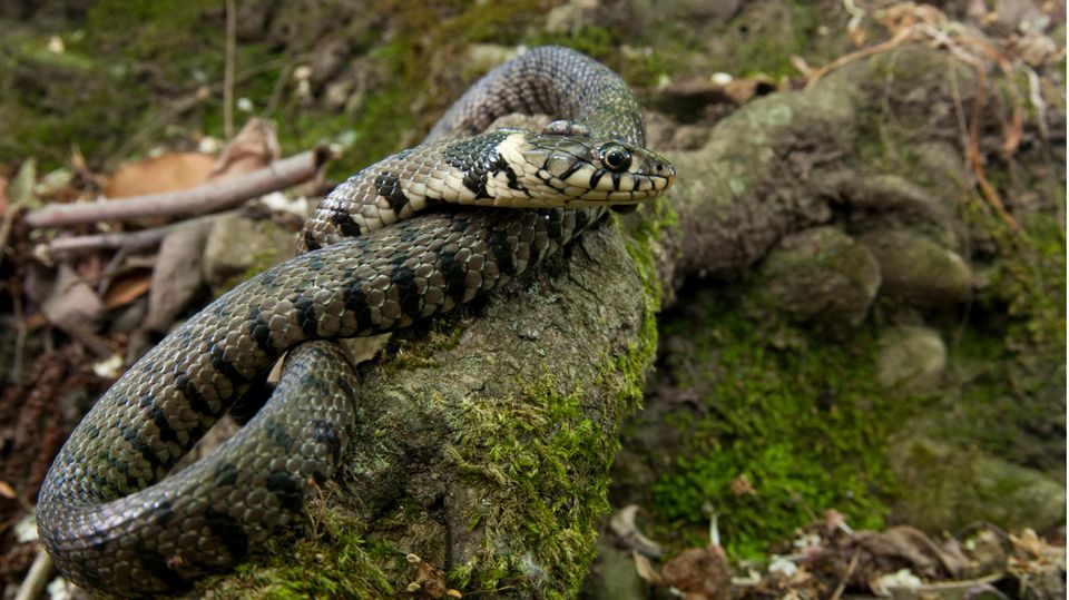 Barrenringelnatter (Natrix helvetica)
