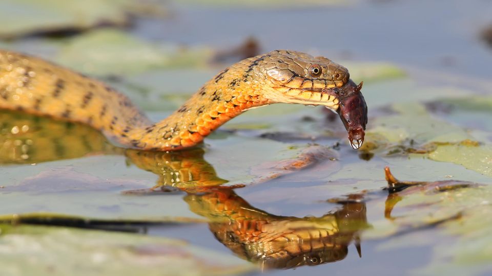 Würfelnatter bei der Jagd im Gewässer